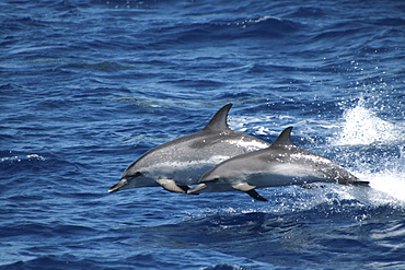 Leaping Spotted Dolphin Mother and Calf. Azores, North Atlantic