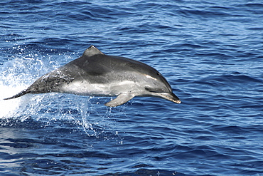 Leaping Spotted Dolphin - missing part of the dorsal fin. Azores, North Atlantic