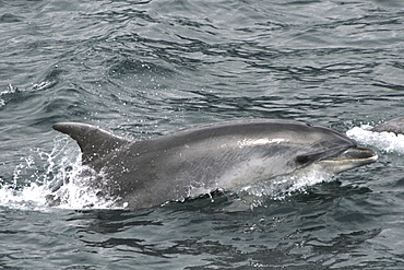 Bottlenose Dolphin at the surface. Azores, North Atlantic