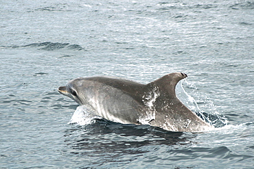 Bottlenose dolphin with some sort of skin problem. Azores, North Atlantic