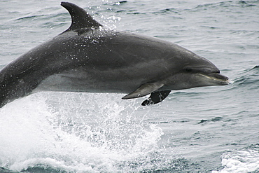 Bottlenose dolphin leaping clear of the water. Azores, North Atlantic