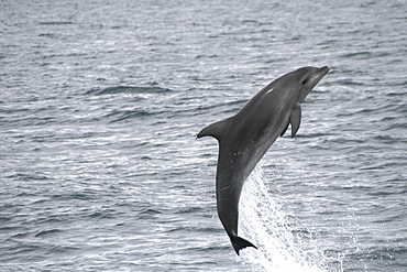 Bottlenose dolphin leaping clear of the water. Azores, North Atlantic