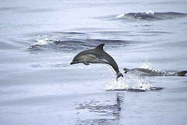 Short-Beaked Common Dolphin, Delphinus delphis, leaping at the surface off the Azores Islands, showing foetal folds (A4 only).