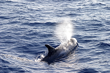 Risso's dolphin surfacing to exhale (Grampus griseus) Azores, Atlantic Ocean (A4 only).