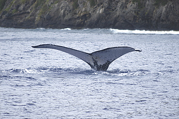 Humpback Whale (Megaptera novaeangliae)  Sounding showing tail in teh airRurutu, French Polynesia.