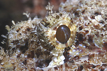 Bearded Scorpionfish (Scorpaenopsis barbatus) detail of eye,Raiatia, French Polynesia