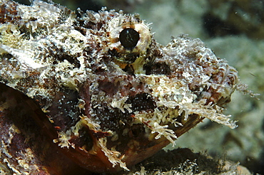 Bearded Scorpionfish (Scorpaenopsis barbatus) detail of head,Raiatia, French Polynesia