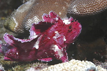 Leaf fish (Taenianotus triacanthus) purple/pink member of scorpeonfish family showing much detail, Mabul, Borneo, Malaysia