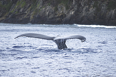 Humpback Whale (Megaptera novaeangliae)  Sounding showing tail in teh airRurutu, French Polynesia.