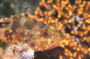 Small Rockfish (Scorpaena notata), orange & brown against orange coral background, Malta, Maltese Islands, Mediterranean