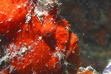 Giant Frogfish (Antennarius commersonii) detail of red head, Mabul, Borneo, Malaysia