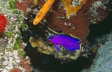 Blackcap basslet (Gamma melacara), view of purple fish with sponges and corals behind, Cayman Islands, Caribbean