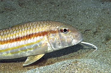 Striped Mullet (Mullus surmeletus), clearly showing barble under chin on sandy seabed, Gozo, Maltese Islands, Mediterranean