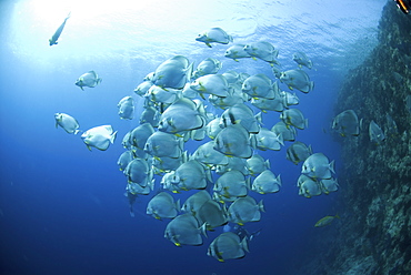 Batfish (Platax orbicularis), large school in open water with coral wall to one side,  Red Sea.