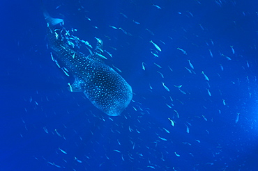 Whaleshark (Rhyncodan typus). Seychelles.