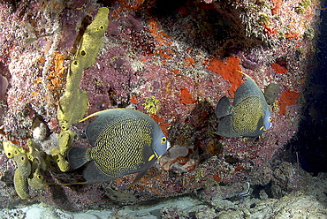 French Angelfish (Pomacanthus paru), pair of fish swimming past coral cliff, Cayman Islands, Caribbaen