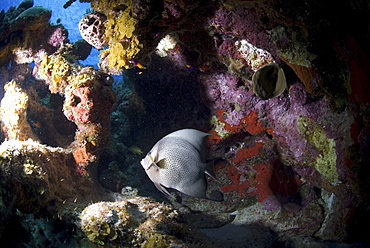 Grey Angelfish (Pomacanthus arcuatus), swimming under coral ledge, Cayman Islands, Caribbean