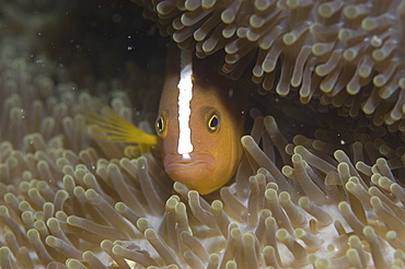 Skunk Anemonefish (Amphiprion sandaracinos), facing centre inside anemone's tentacles clearly showing stripe down head, Sipidan, Mabul, Malaysia.