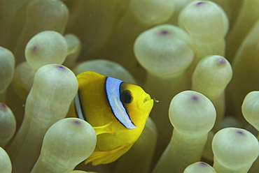 Red Sea Anemonefish (Amphiprion bicinctus), juvenile amidst anemone tentacles, Red Sea.