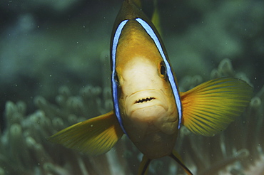 Striped Anemonefish (Amphiprion clarkii), details of head, Raiatia, French Polynesia