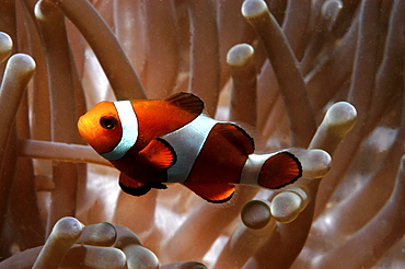 Clown Anemonefish (Amphiprion percula), Nemo type clownfish amidst anemone's tentacles, Sipidan, Mabul, Malaysia.