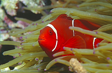 Spine-cheek anemone fish (Premnas biaculeatus), nice red anemonefish with white stripes and prominant spine on cheek,  Sipadan Island, Malaysia