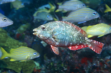 Redband parrotfish (Sparisoma aurofrenatum), swimming in opposite direction to other fish in background, Cayman Islands, Caribbean