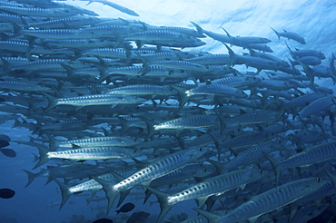 Great Barracuda (Sphyraena barracuda),  large school of fish swimming in formation, Sipidan, Mabul, Malaysia.