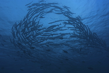 Great Barracuda (Sphyraena barracuda),  large school of fish swimming in formation, Sipidan, Mabul, Malaysia.