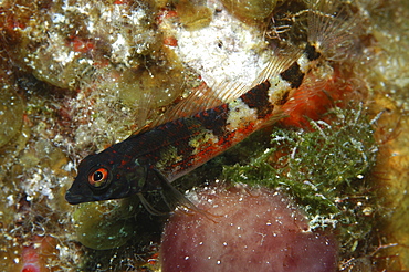 Saddled Blenny (Malacoctenus triangulatus), resting on corals,Cayman Islands, Caibbean