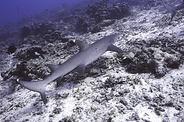 White-tipped Reef Shark (Trianodon obesus) swimming over coral reef, Tahiti, French Polynesia