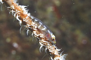 Whip coral goby (Cottogobius yongei), sitting on stem of whip coral, Tahiti, French Polynesia