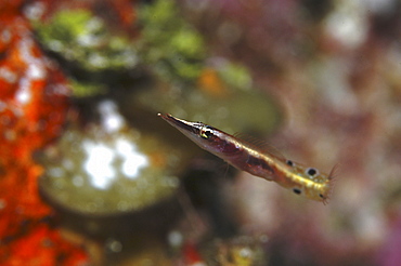 Arrow Blenny (Lucayablennius zingaro), typical pose with pointed nose and curled tail, Cayman Islands, Caribbean