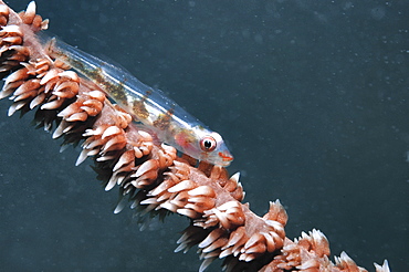 Whip coral goby (Cottogobius yongei), sitting on stem of whip coral, Mabul, Borneo, Malaysia