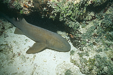 Nurse Shark. Bahamas.