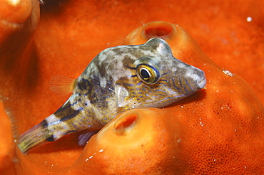 Sharpnoe Pufferfish (Canthigaster rostrata), resting on orange sponge, Cayman Islands, Caribbean