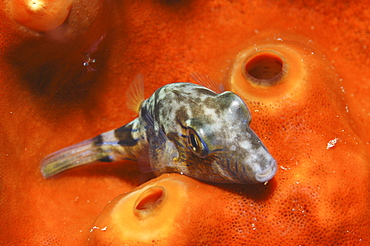 Sharpnoe Pufferfish (Canthigaster rostrata), resting on orange sponge, Cayman Islands, Caribbean