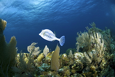 Honeycomb Cowfish (Lactophrys polygonia), swimming above coral reef in full profile, Cayman Islands, Caribbean