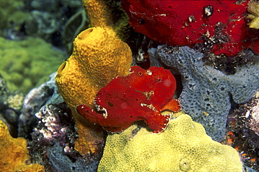 Longlure Frogfish (Antennarius multiocellatus), red in colour with superb camouflage against other sponges, Anse Chastanet, St Lucia, Caribbean