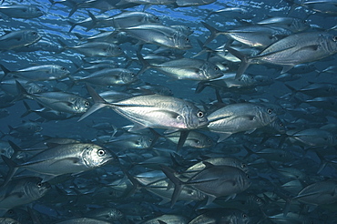 Big Eye Jack (Caranx sexfasciatus), large school of big fish filling entire view, Sipidan, Mabul, Malaysia.