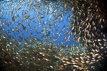 Glass fish in cave (Parapriacanthus guentheri), large school of fish in cavern mouth, looking out to clear blue sea in background, Red Sea.