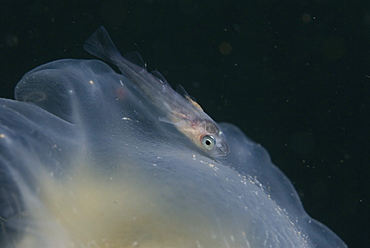 Whiting (Merlangius merlangius), Juvenile resting on top of Lions mane Jellyfish, St Abbs, Scotland, UK