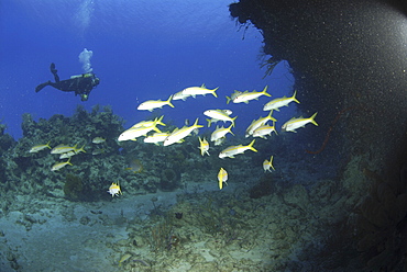 Diver with yellow goatfish (Mulloidichthys martinicus), near coral reef with blue water behind, Cayman Islands, Caribbean