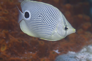 Foureye Butterflyfish (Chaetodon capistratus), profile of entire fish clearly showing markings and indistinct brown background, Cayman Islands, Caribbean