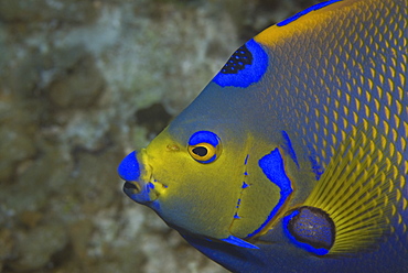 Queen angelfish (Holacanthus ciliaris), profile of head, showing brilliant colour markings, Cayman Islands, Caribbean