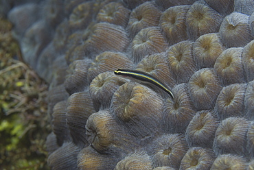 Cleaning Goby (Gobiesoma genie) very clear, resting on green hard coral, Cayman Islands, Caribbean