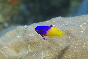 Fairy Basslet or Royal Gramma (Gramma loreto), superb yellow and purple colour, swimming past corals, turning towards camera, Cayman Islands, Caribbean