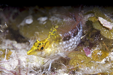 Diamond Blenny (Malacoctenus boehlkei) resting on corals nearby anemone, Cayman Islands, Caribbean