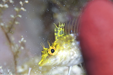 Diamond Blenny (Malacoctenus boehlkei) resting on corals nearby anemone, Cayman Islands, Caribbean