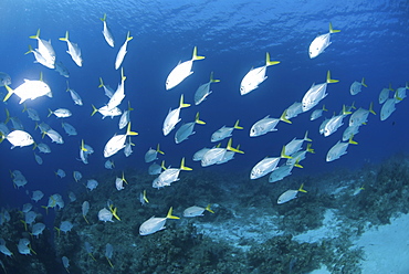 Horse-eye Jacks (Caranx latus), large school of fish over coral reef, Cayman Islands, Caribbean